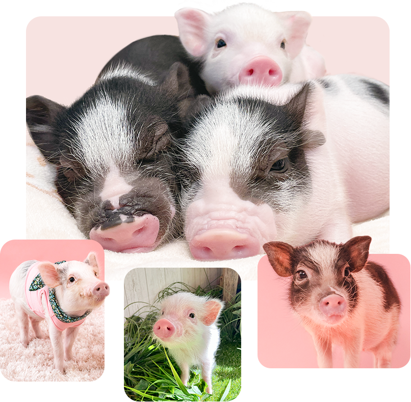 マイクロブタのふれあいカフェ Pig Cafe MINT 【ピグミン】